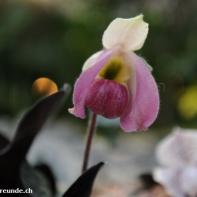 Orchideen Ausstellung in der Orangerie Elfenau 001.jpg